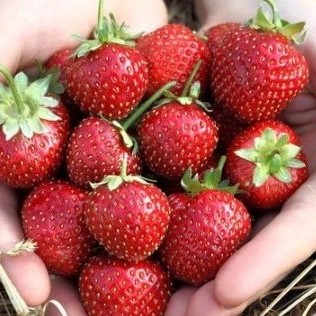 Земклуника Диана